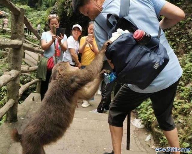 【峨眉山猴子抢搭客东西】